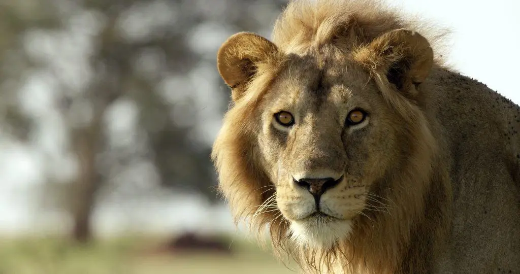 BBC Earth