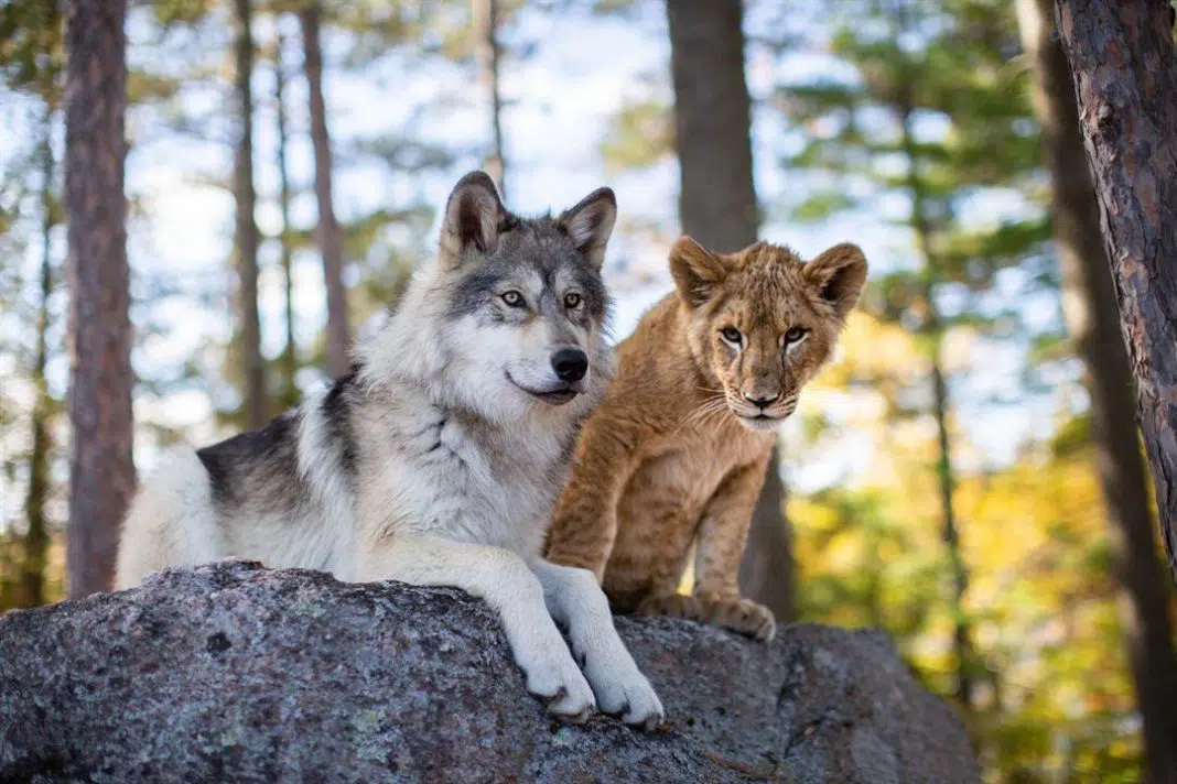 El lobo y el león