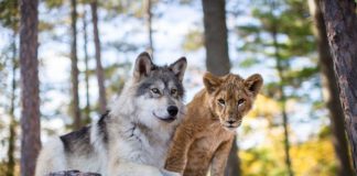 El lobo y el león