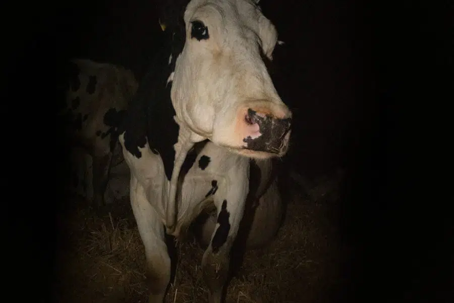 Vaca