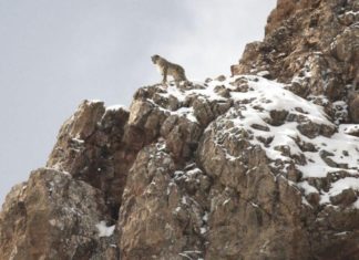 El leopardo de las nieves