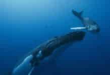 Las guardianas del planeta