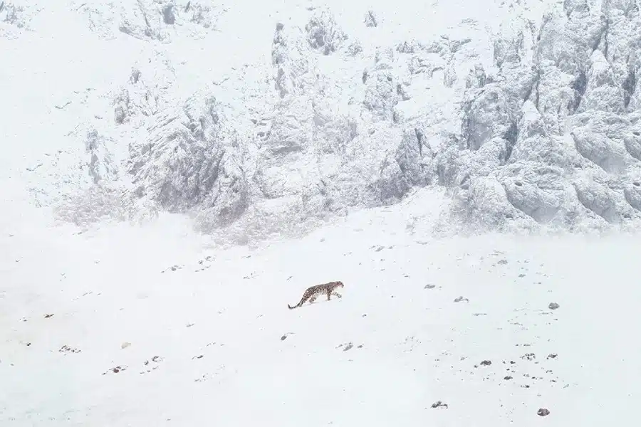 El leopardo de las nieves