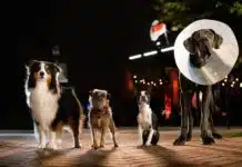 Vida perra película