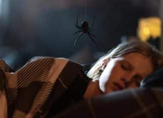Sting Araña asesina