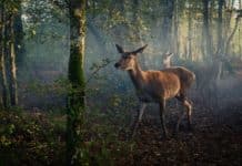 Bambi, una vida en el bosque