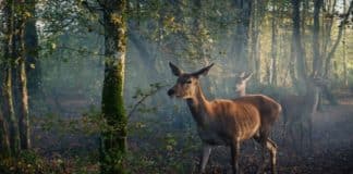 Bambi, una vida en el bosque