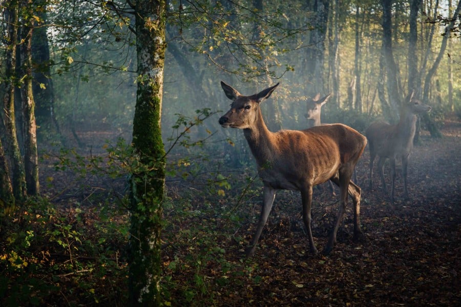 Bambi, una vida en el bosque