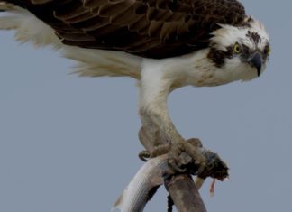 Doñana: Donde el agua es sagrada documental