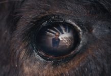 Animale película