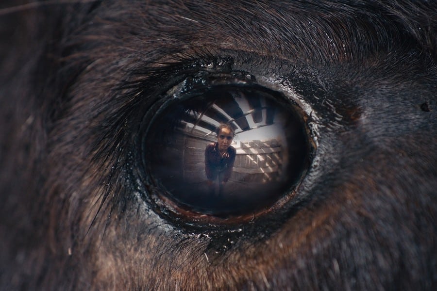 Animale película