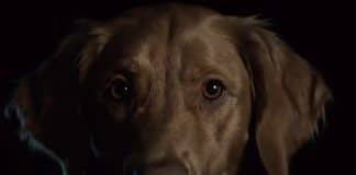 Good Boy