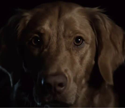 Good Boy