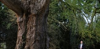 El amigo silencioso película