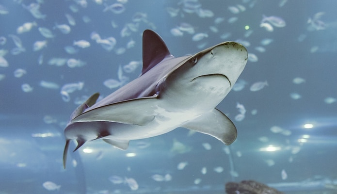 Atlantis Aquarium en el Día Mundial de los Océanos 2026
