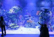 Atlantis Aquarium en el Día Mundial de los Océanos 2026