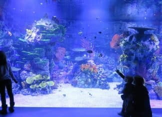 Atlantis Aquarium en el Día Mundial de los Océanos 2026