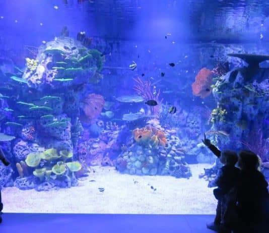 Atlantis Aquarium en el Día Mundial de los Océanos 2026