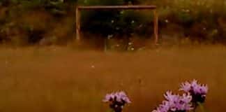 Hoja seca película