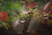 La odisea de Dandelion