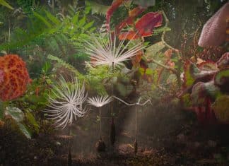 La odisea de Dandelion