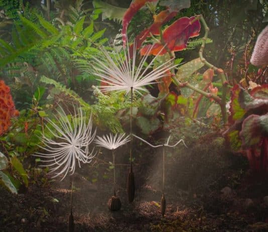 La odisea de Dandelion